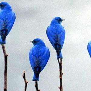 Meet your Posher, Laury